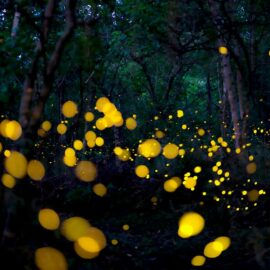 Nous vous souhaitons une année pleine de lucioles