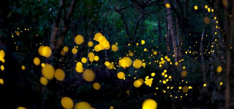 Nous vous souhaitons une année pleine de lucioles